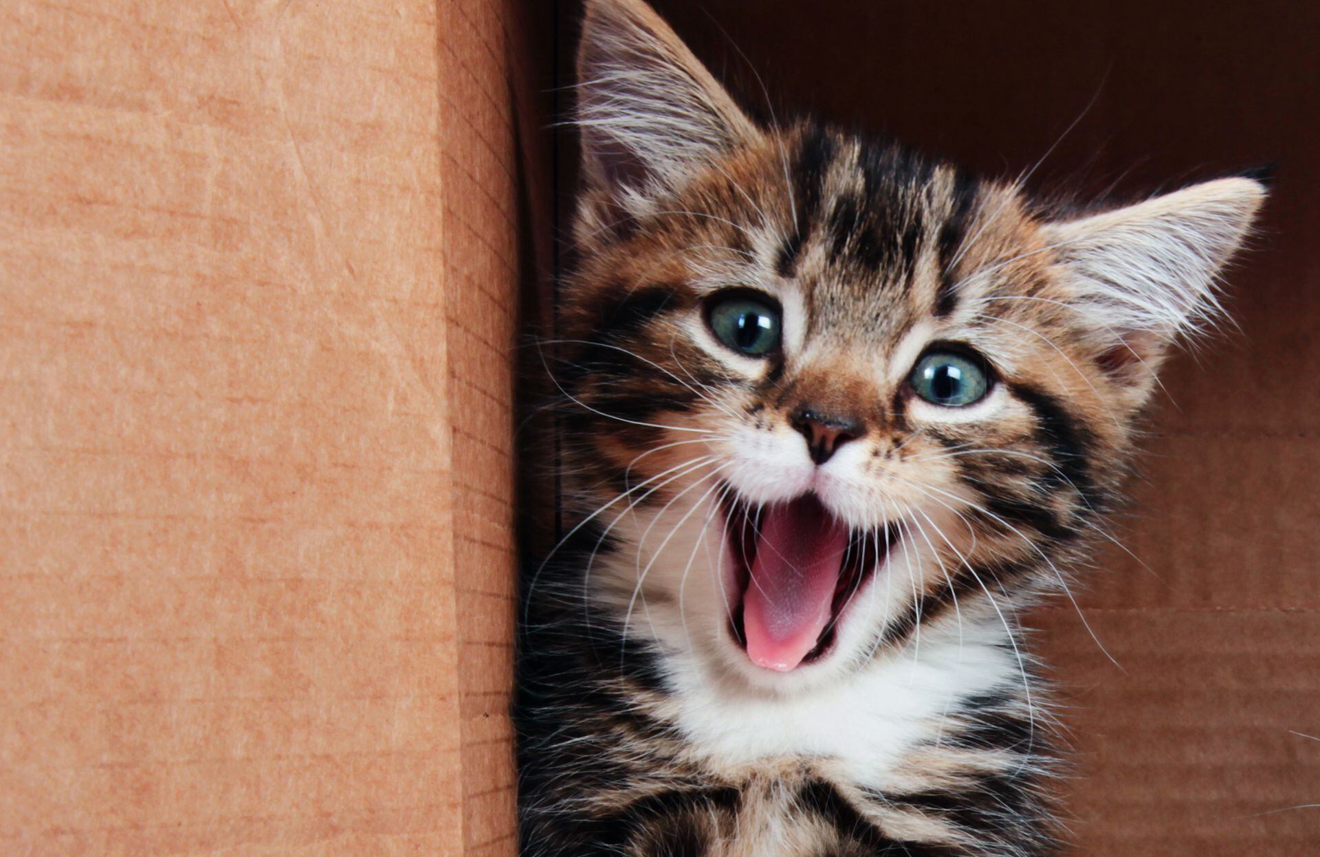 Cuando un gato se pierde por su propia acción se lo encuentra generalmente en las diez manzanas circundantes