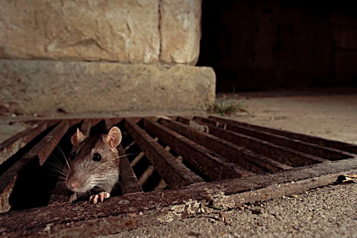 Mantener a las ratas lejos del hogar: tips libres de crueldad, Ecología, La Revista