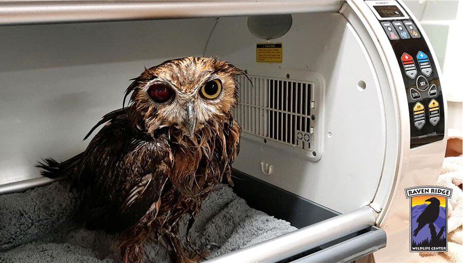 Impacto de una bala, corazón de un guerrero: la inspiradora recuperación del búho Lucky (Facebook Raven Ridge Wildlife Center)