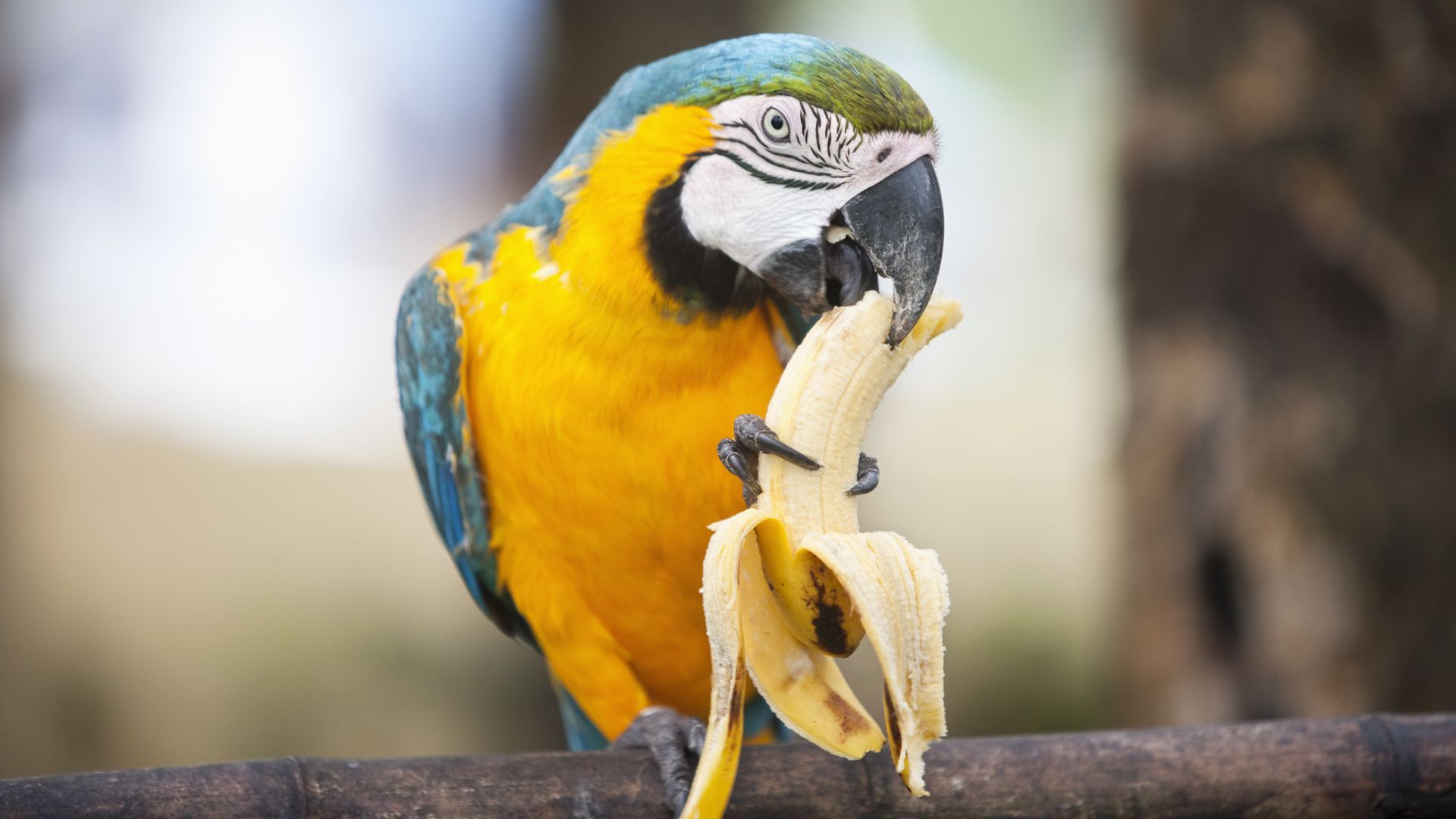 Почему попугай дрожит и хохлится