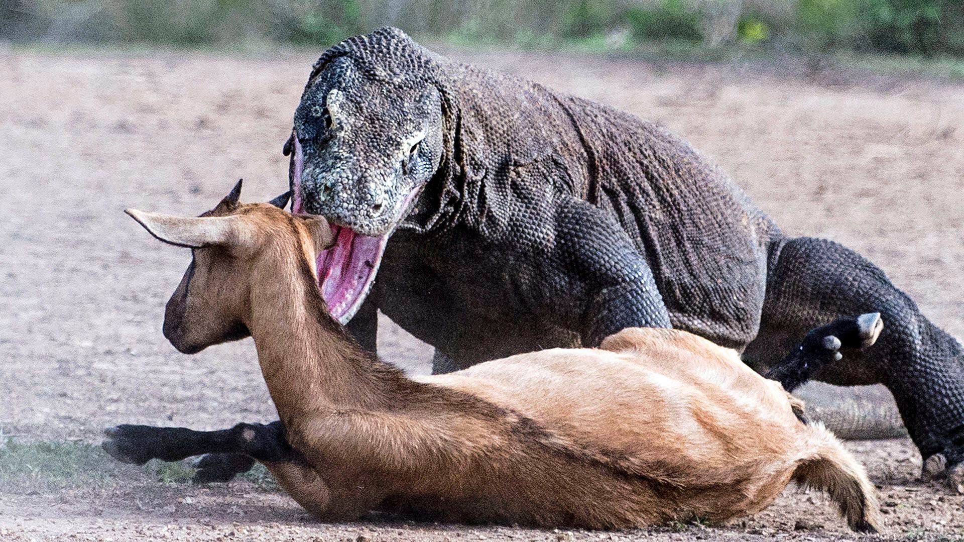 Es venenoso Así es el Dragón de Komodo animal hallado en calles de