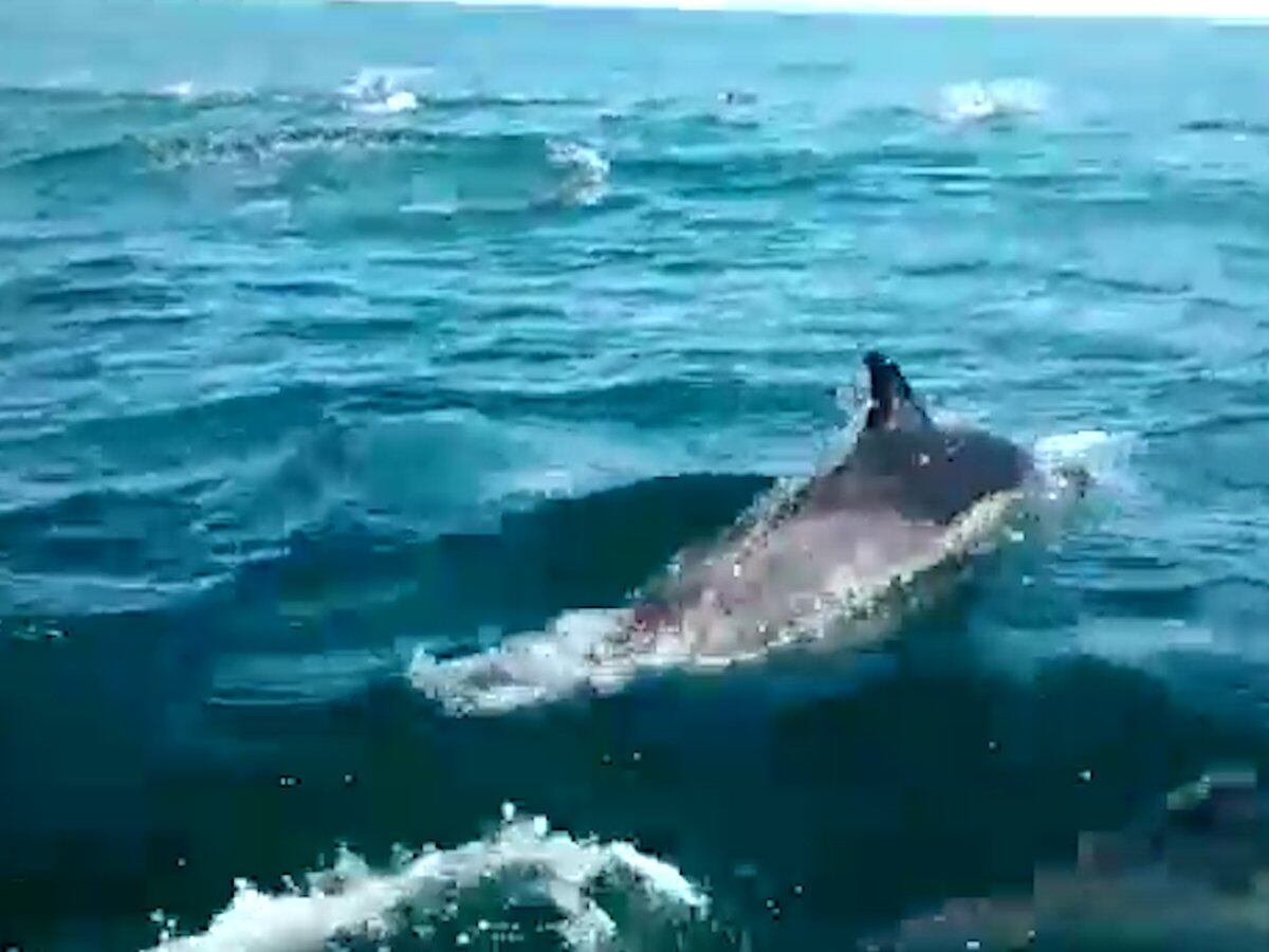 Un Espectaculo Unico Salieron A Pescar Y Los Rodeo Una Manada De Delfines Infobae