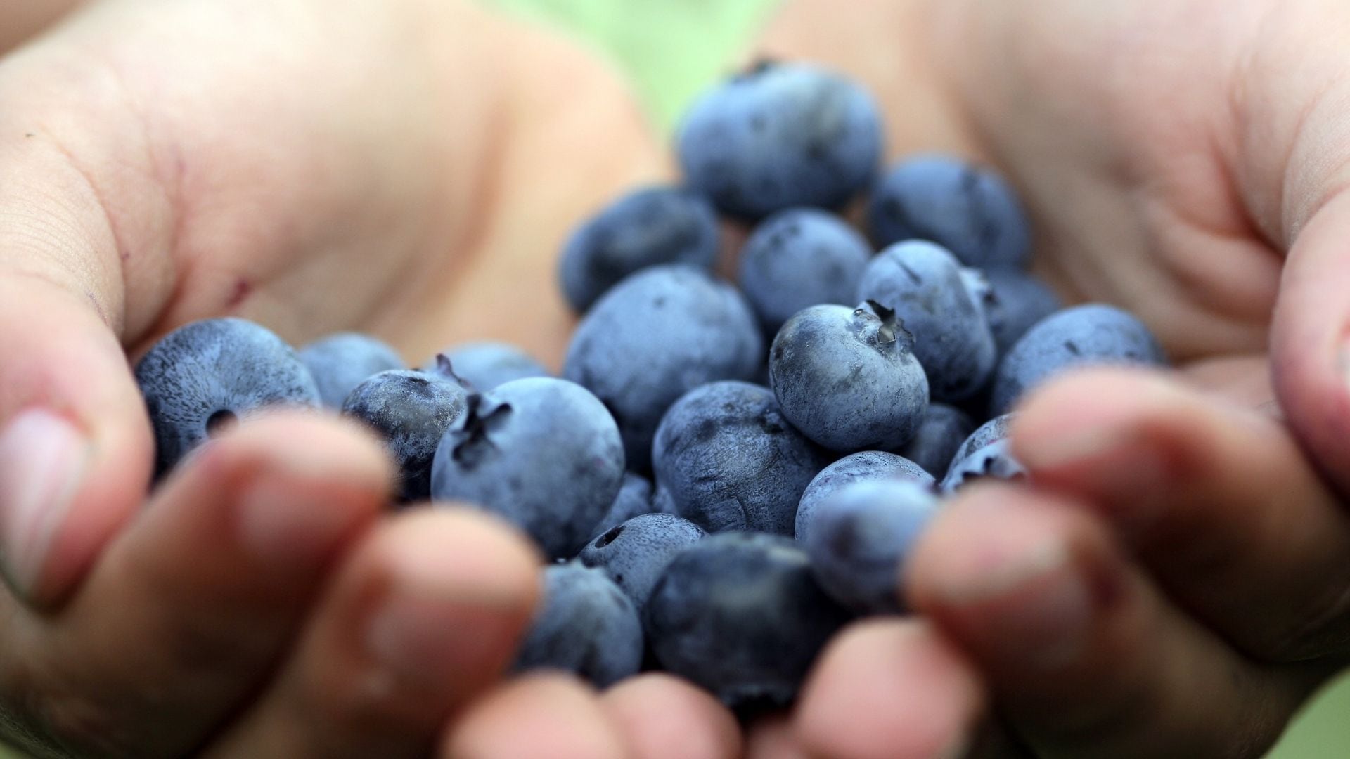 blueberries