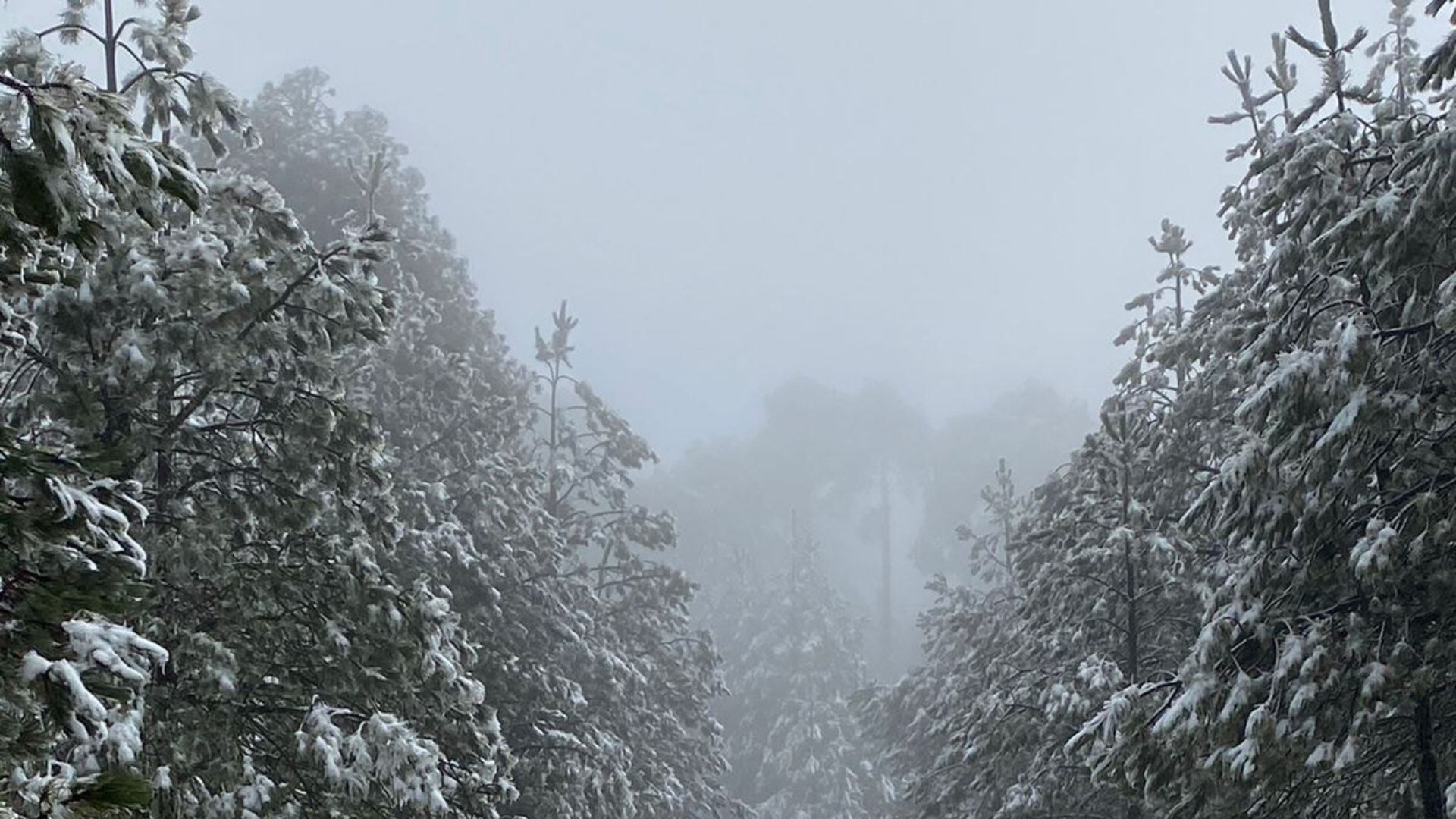 La primera nevada del año en Cofre de Perote, Veracruz, dejó impresionantes vistas