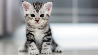 El American Shorthair es a Norteamérica lo que el British Shorthair es a Inglaterra y el Europeo a la Europa continental. Se trata de tres razas de gato de pelo corto que se desarrollaron por sí mismas, sin la intervención humana, aunque fueron empleados para el control o erradicación de ratones y ratas