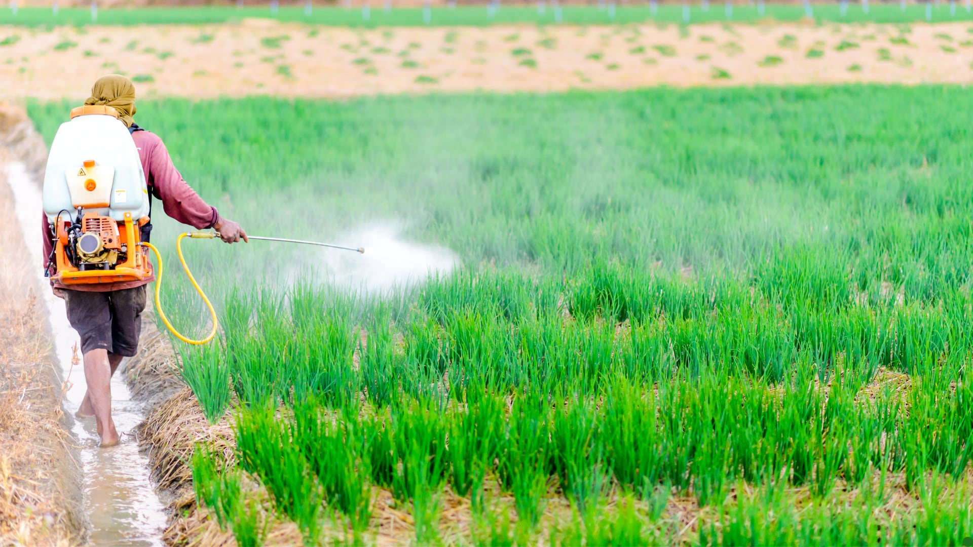 Se sugiere la creación de una autoridad sanitaria única que garantice la seguridad alimentaria, tanto para el mercado de exportación como para el consumo interno.