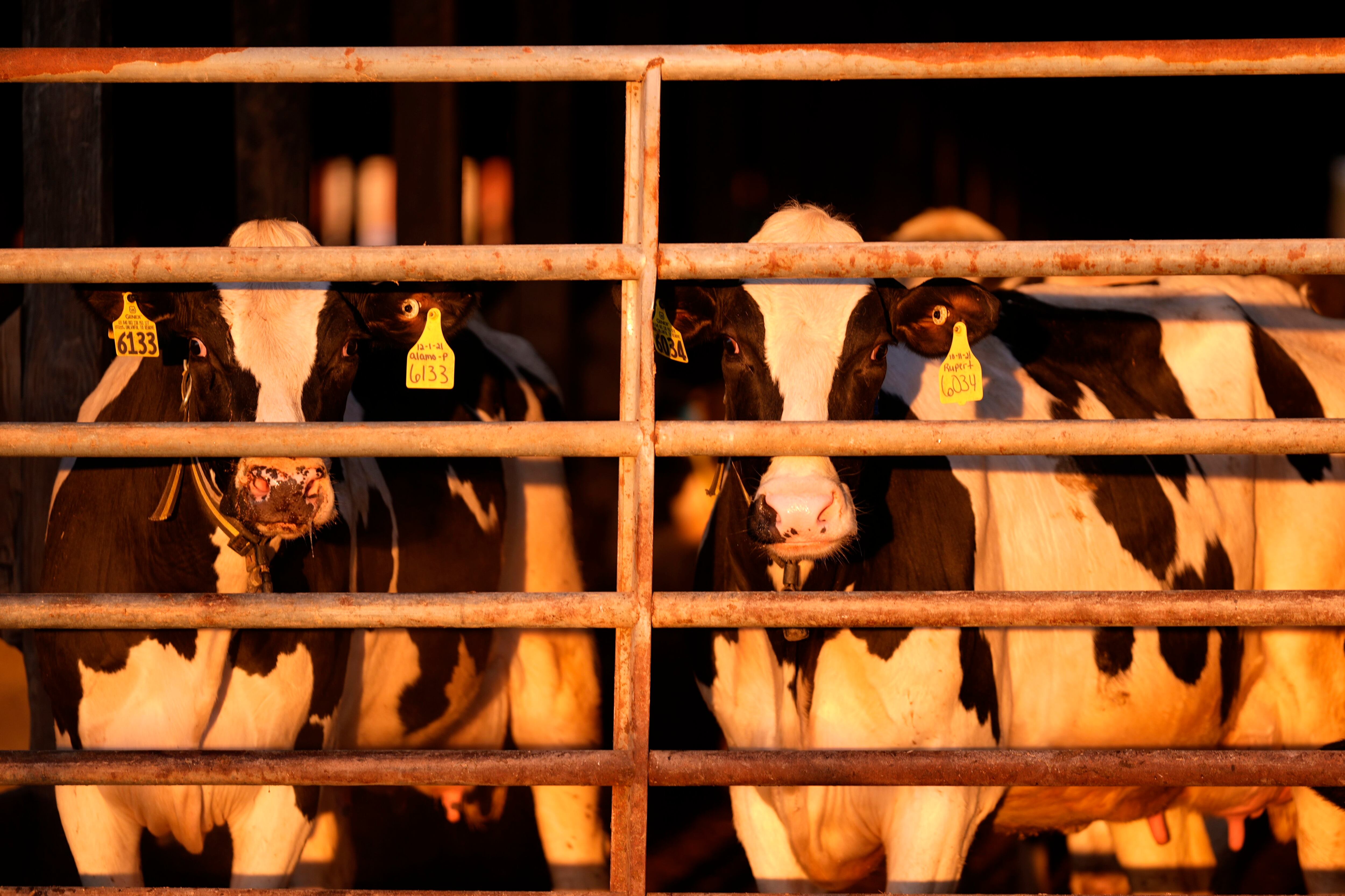 Vacas lecheras en una granja en Michigan contagiaron a un trabajador de la industria láctea. (AP Foto/Robert F. Bukaty, Archivo)