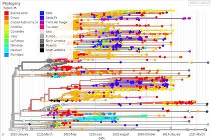Filogenia del coronavirus en Argentina