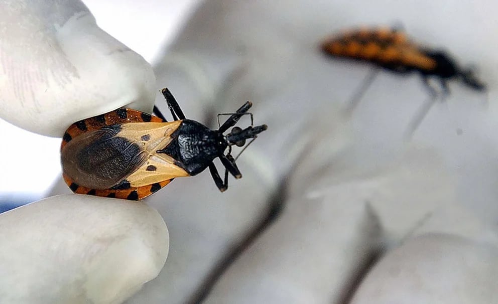 La primera vacuna contra el Chagas fue desarrollada por científicos de la UBA