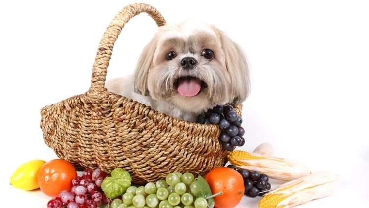 Resultado de imagen para perros frutas