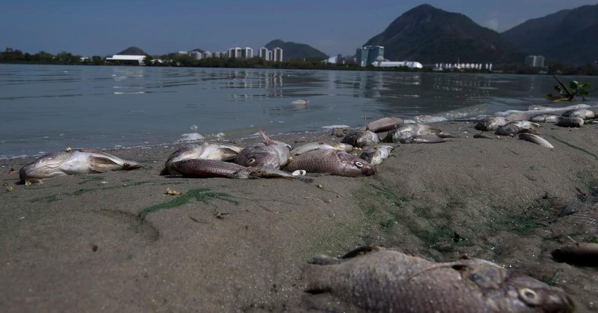 The forgotten environmental legacy: The battle to clean up Rio's lakes after the 2016 Olympics