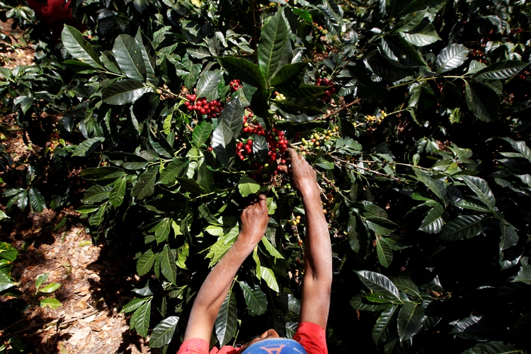 En Honduras se decretó un confinamiento en plena época de cosecha del café 