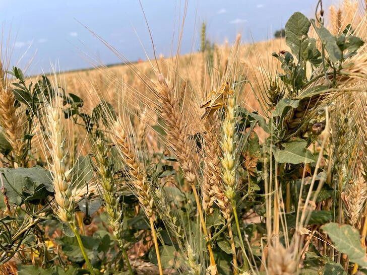 El oste de Estados Unidos viene afectado desde hace dos años por una fuerte sequía. La imagen es de una plantación de trigo afectada por la falta de agua en Bowdon, Dakota del Norte. REUTERS/Karl Plume