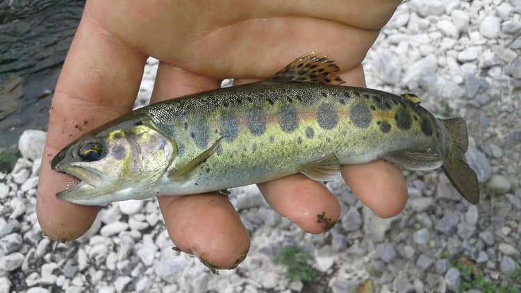 Trucha arco iris (Foto: Baltazar Bugeau)