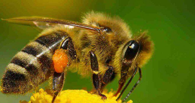 Abeja Melipona - la abeja sagrada maya