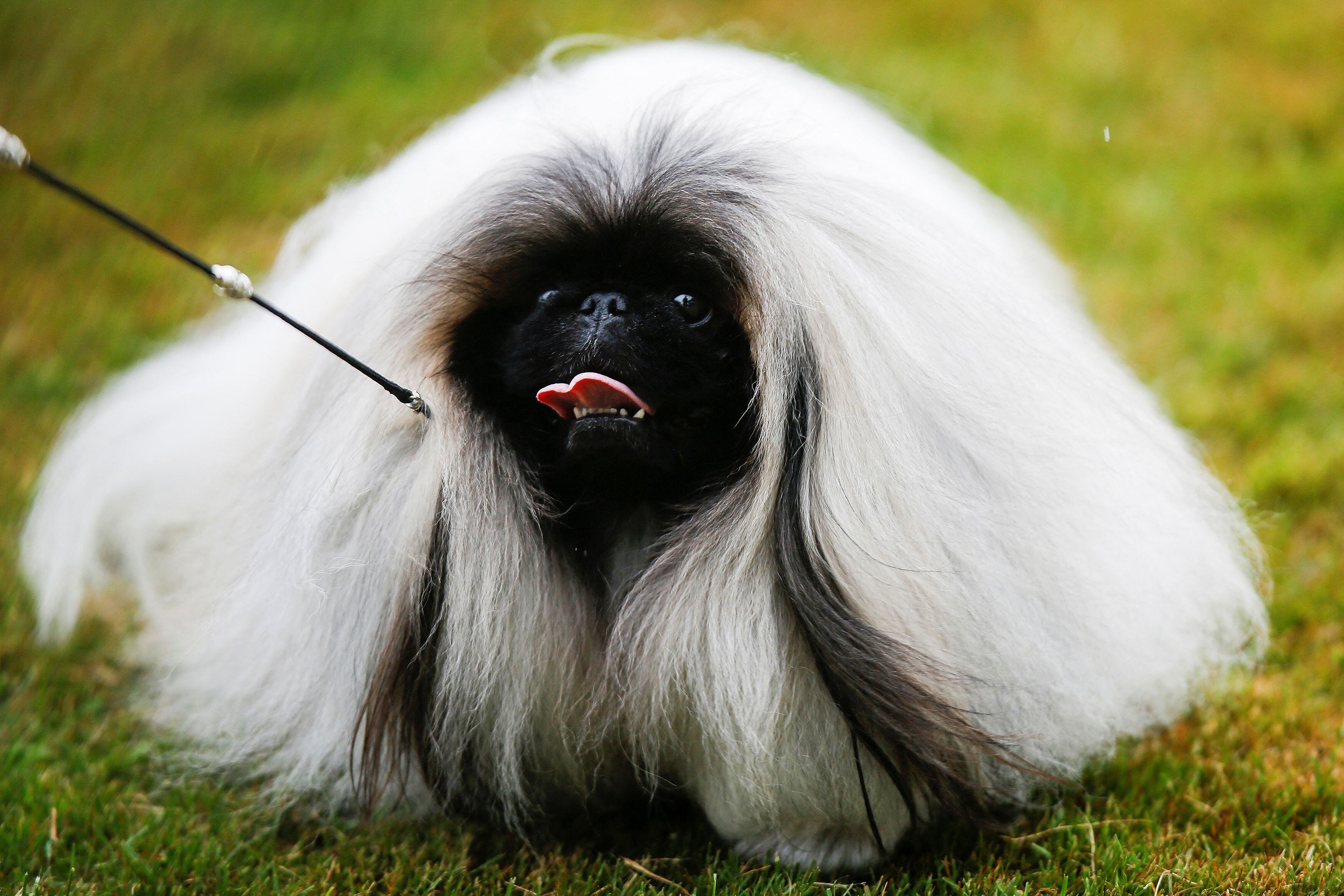 que perro ha ganado mas mejor en exposiciones