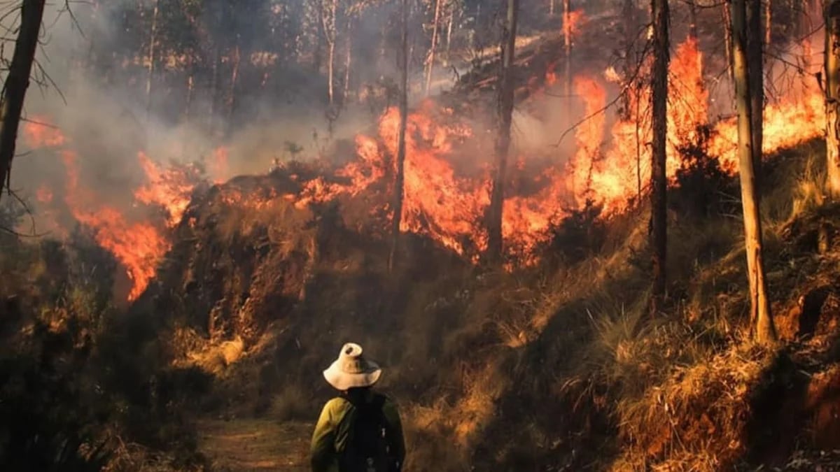 Incendios forestales: qué son, por qué se producen y qué se debe hacer ante esta situación