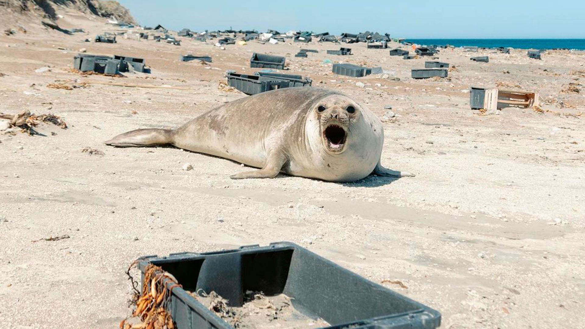 plástico playas Península de Valdés