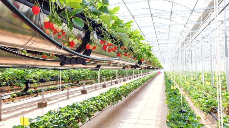 Diseñadas por la nasa para cultivar plantas en el espacio, las fincas verticales tienen muchos usos aquí en La Tierra. (Shutterstock)