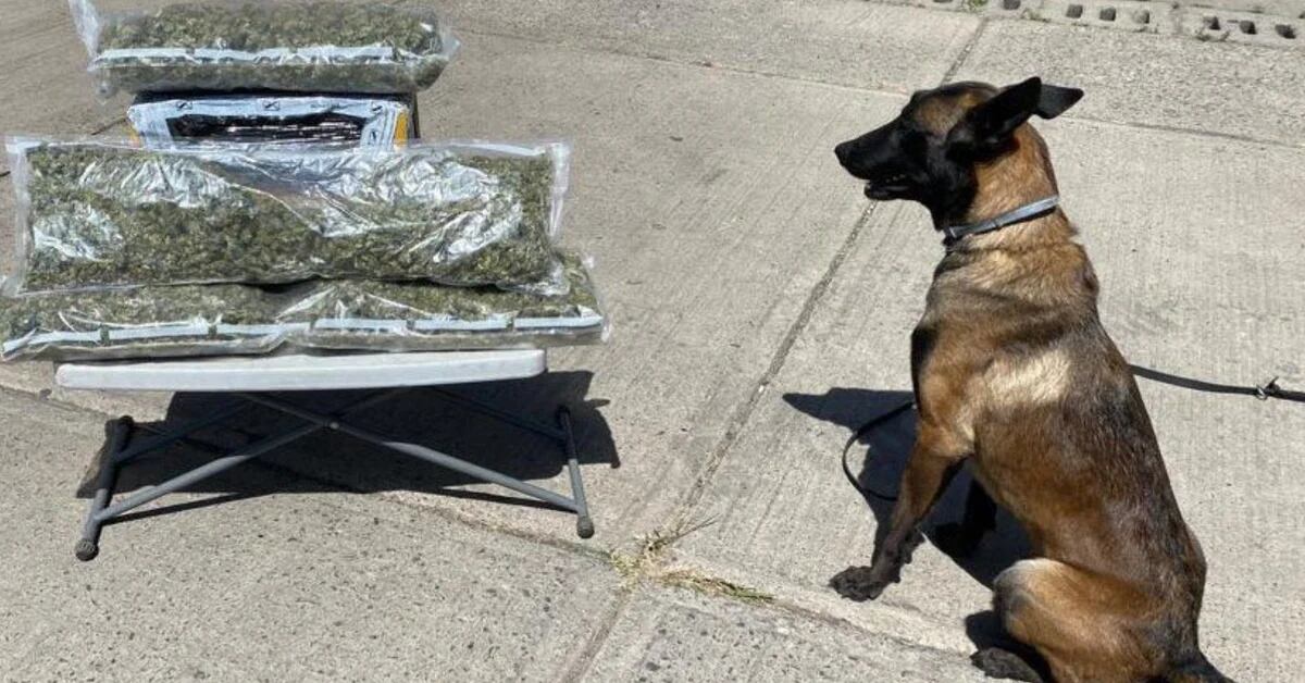 The National Guard has secured 118 packages containing marijuana in nine states across the country