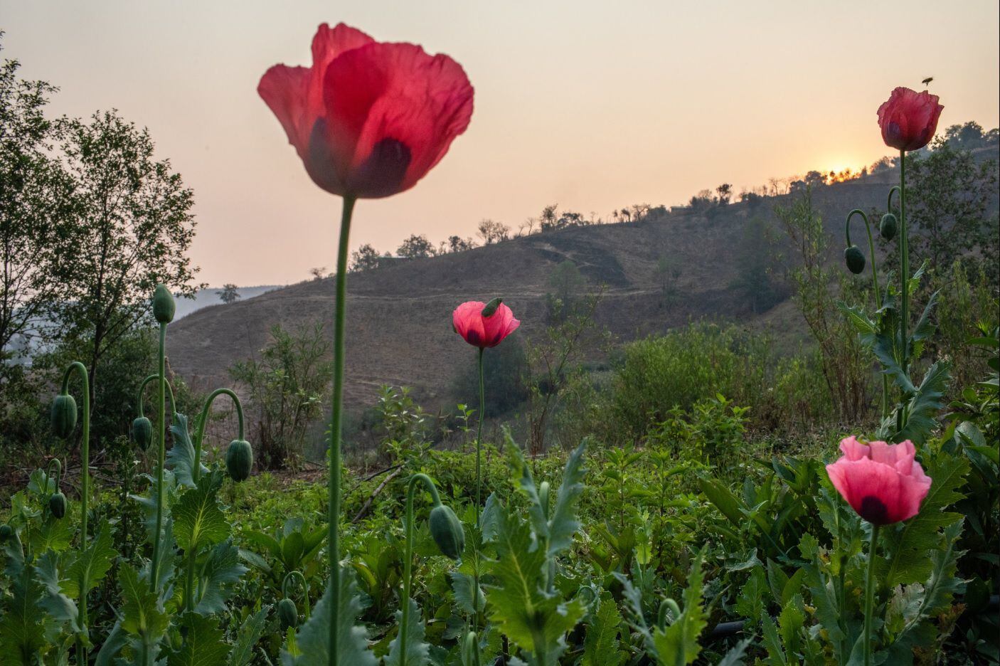 Un campo de amapola en la comunidad de Ahuixotitla, Guerrero, México FOTO: Brett Gundlock para The New York Times