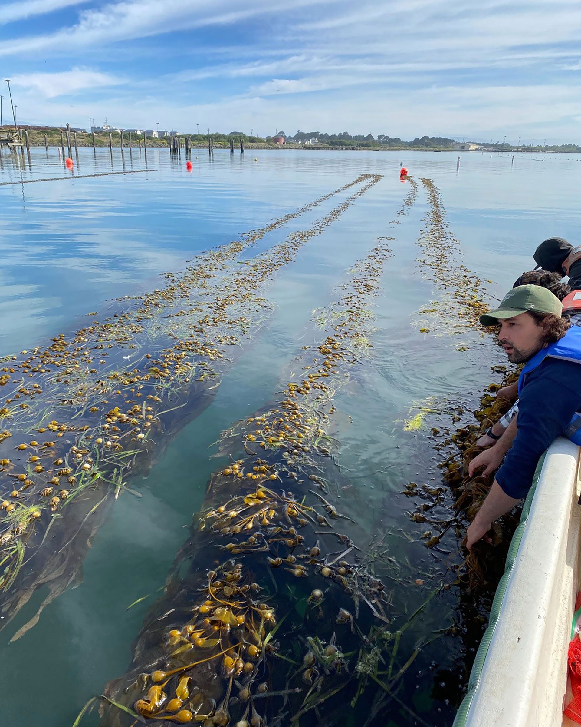 Una siembra de algas marinas en los Estados Unidos (foto Greenwave)