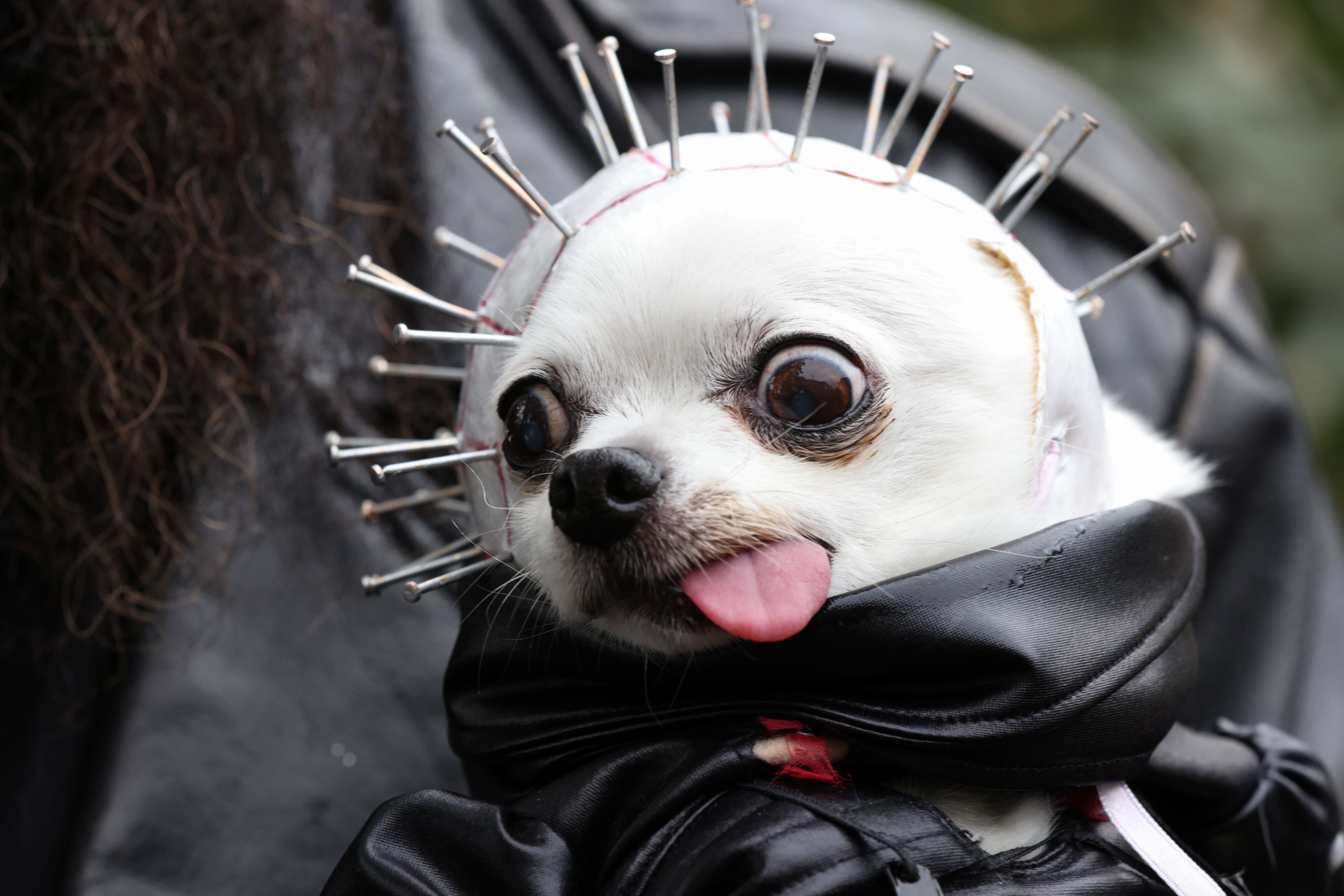 Las mascotas pueden sumarse a esta festividad de diferentes maneras. (REUTERS/Caitlin Ochs)