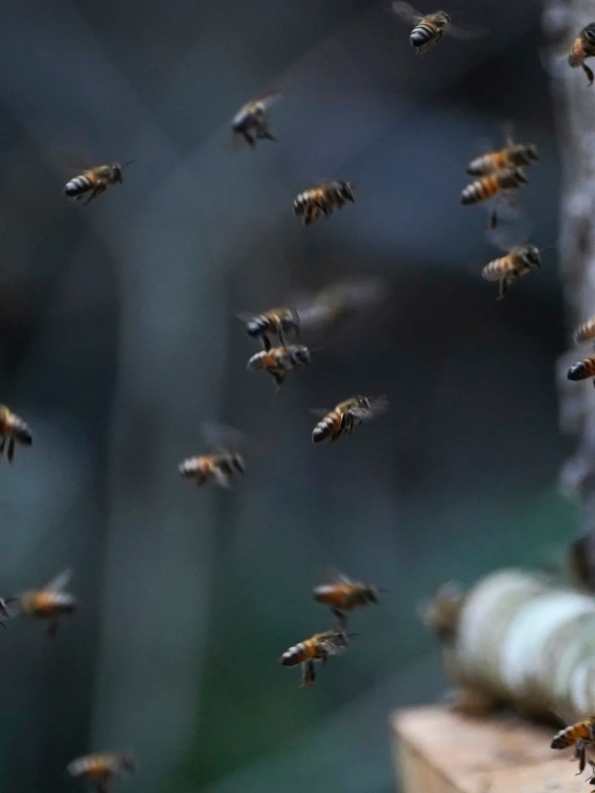 Más de 100 enjambres de colmenas de abejas intoxicadas por agro tóxicos en  el Huila
