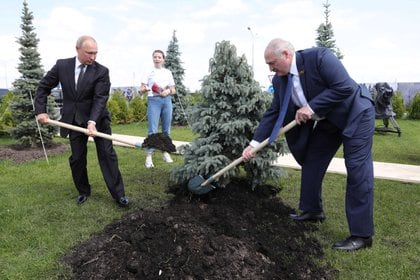 Putin y Lukashenko plantan un árbol en homenaje a las víctimas de la Segunda Guerra Mundial.  El 25% de la población bielorrusa murió en el conflicto. 