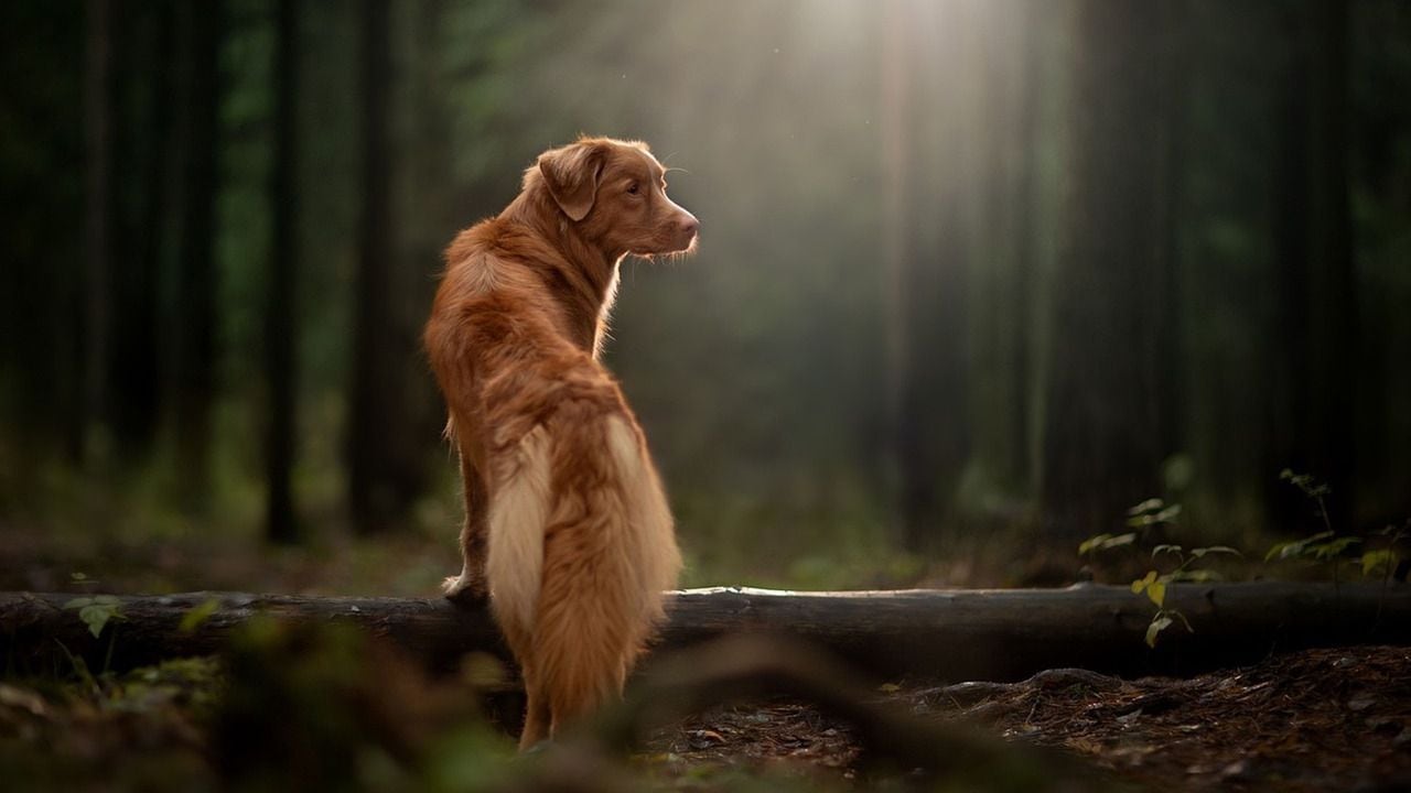 Un Perro perdiguero camina por el bosque (Pixabay)