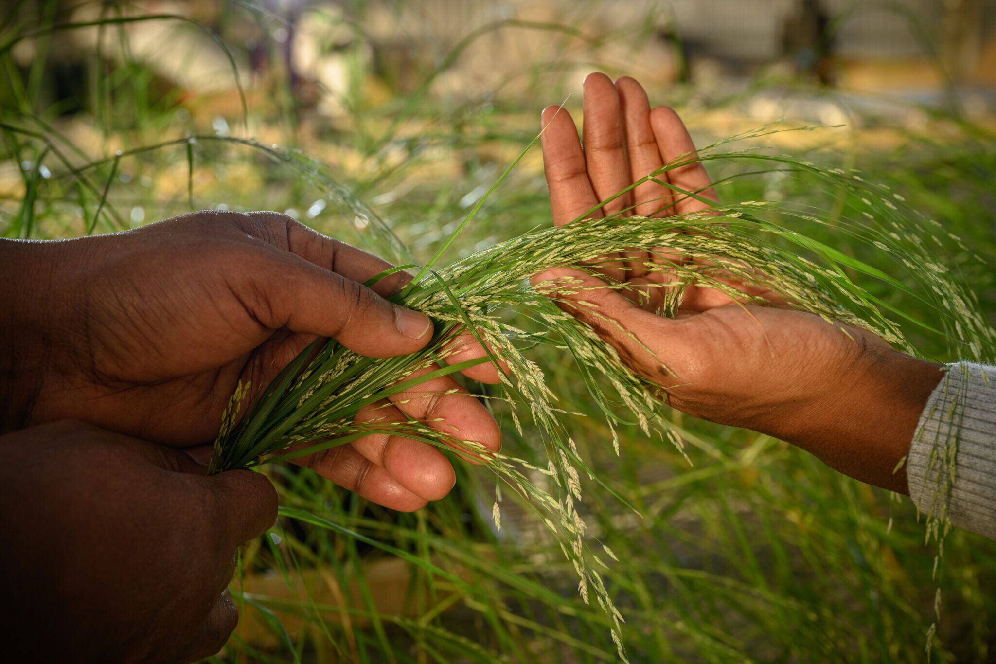 Teff grown by Osena's research group at UNCG. Credit: Martin W. Kane