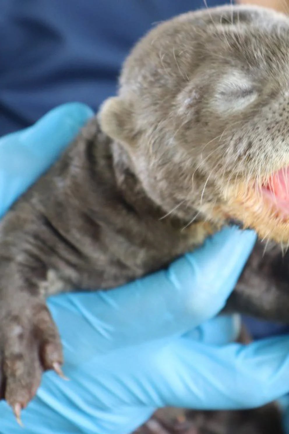 Murió nutria bebé que había sido rescatada por el Zoológico de Cali  CW+  Noticias La triste noticia fue confirmada por el propio Zoológico de Cali,  que a través de sus redes