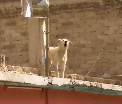 La normativa que cuida a las mascotas del maltrato por parte de sus dueños varía dependiendo del estado (Foto: especial)