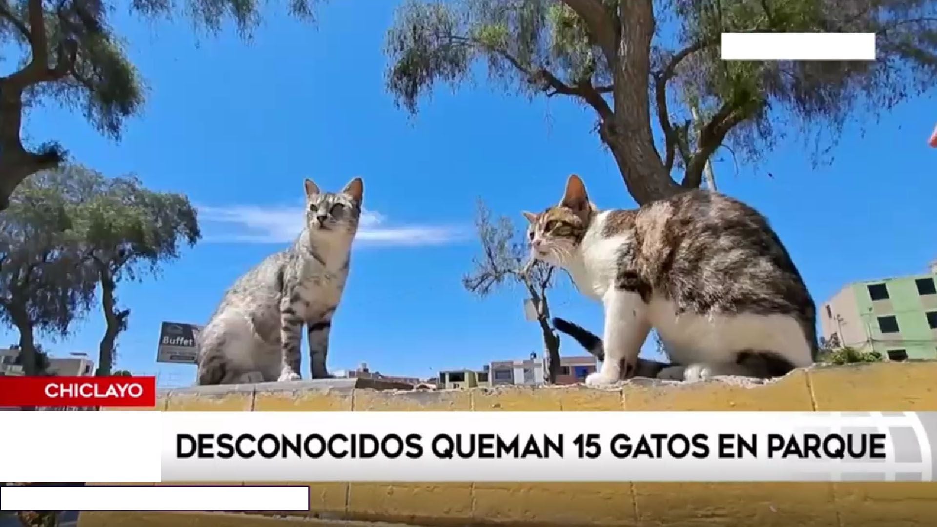 Conoce el parque para gatos