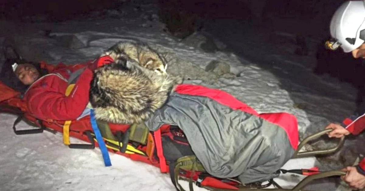 L’impressionante storia del cane eroe che ha tenuto un alpinista in pericolo di congelamento per 13 ore