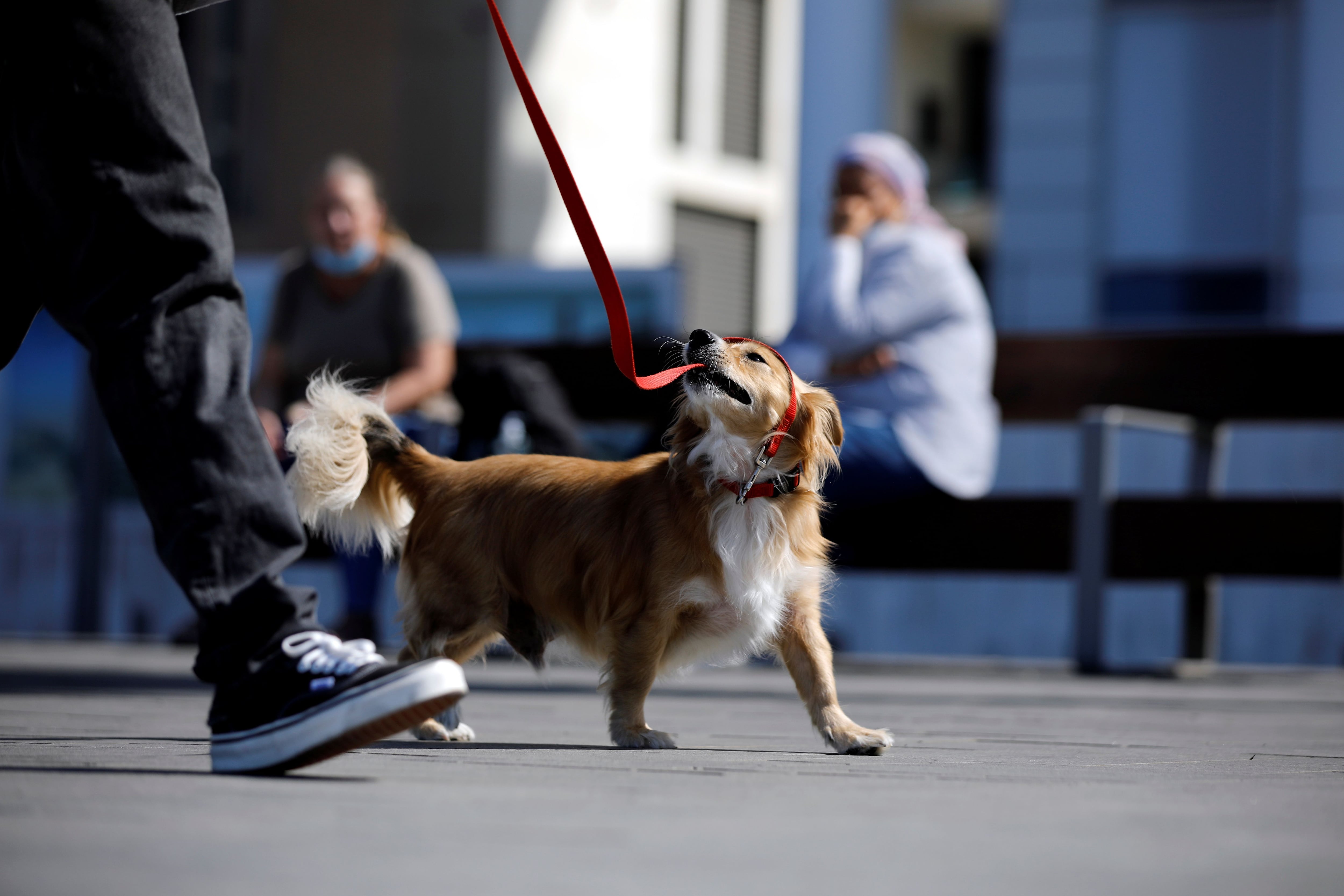 Cinco Formas De Ayudar A Tu Perro A Vivir Una Vida Más Larga Y Saludable Infobae 1934