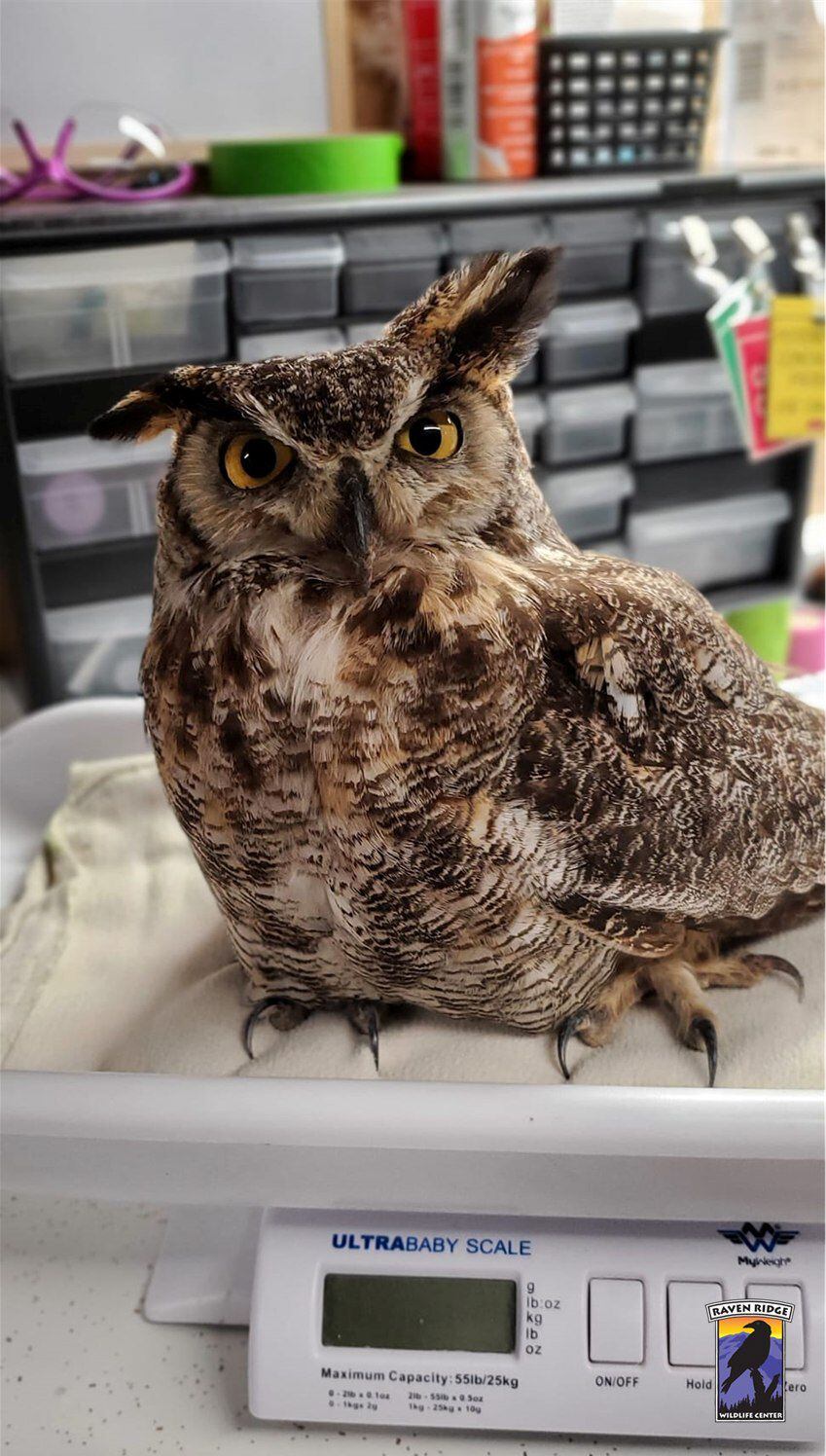 Impacto de una bala, corazón de un guerrero: la inspiradora recuperación del búho Lucky (Facebook Raven Ridge Wildlife Center)