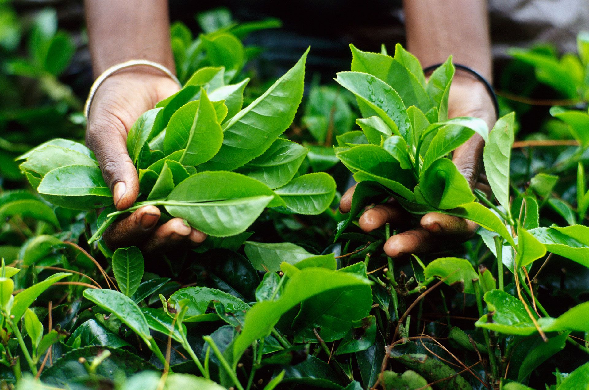 Día mundial del té