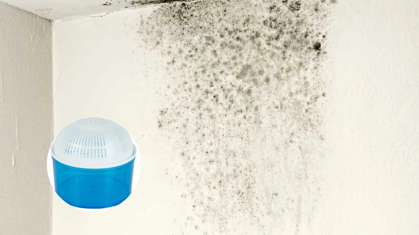 Aprende cómo quitar la humedad en los clósets de tu hogar