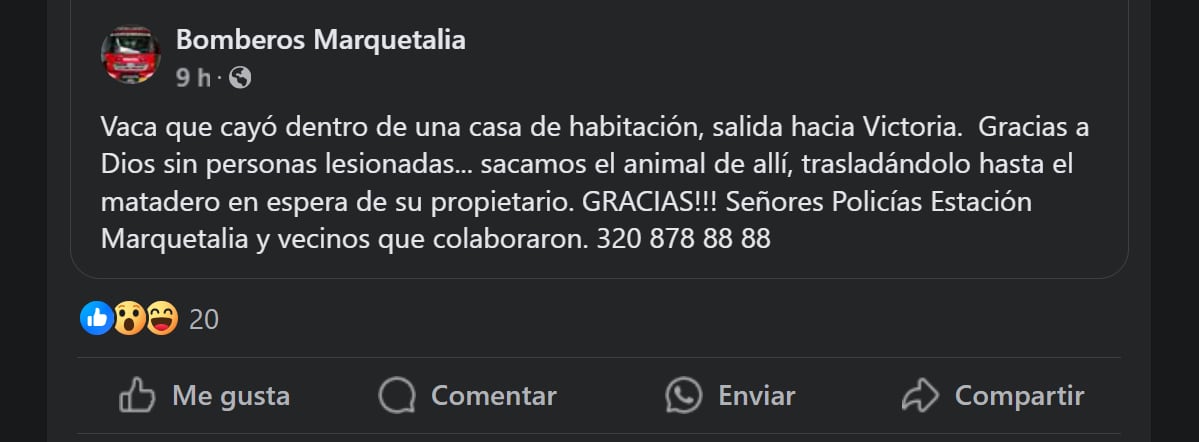 Los bomberos del municipio esperan que el dueño del animal se presente para reclamarlo y pagar los daños causados en la vivienda - crédito Bomberos Marquetalia/Facebook