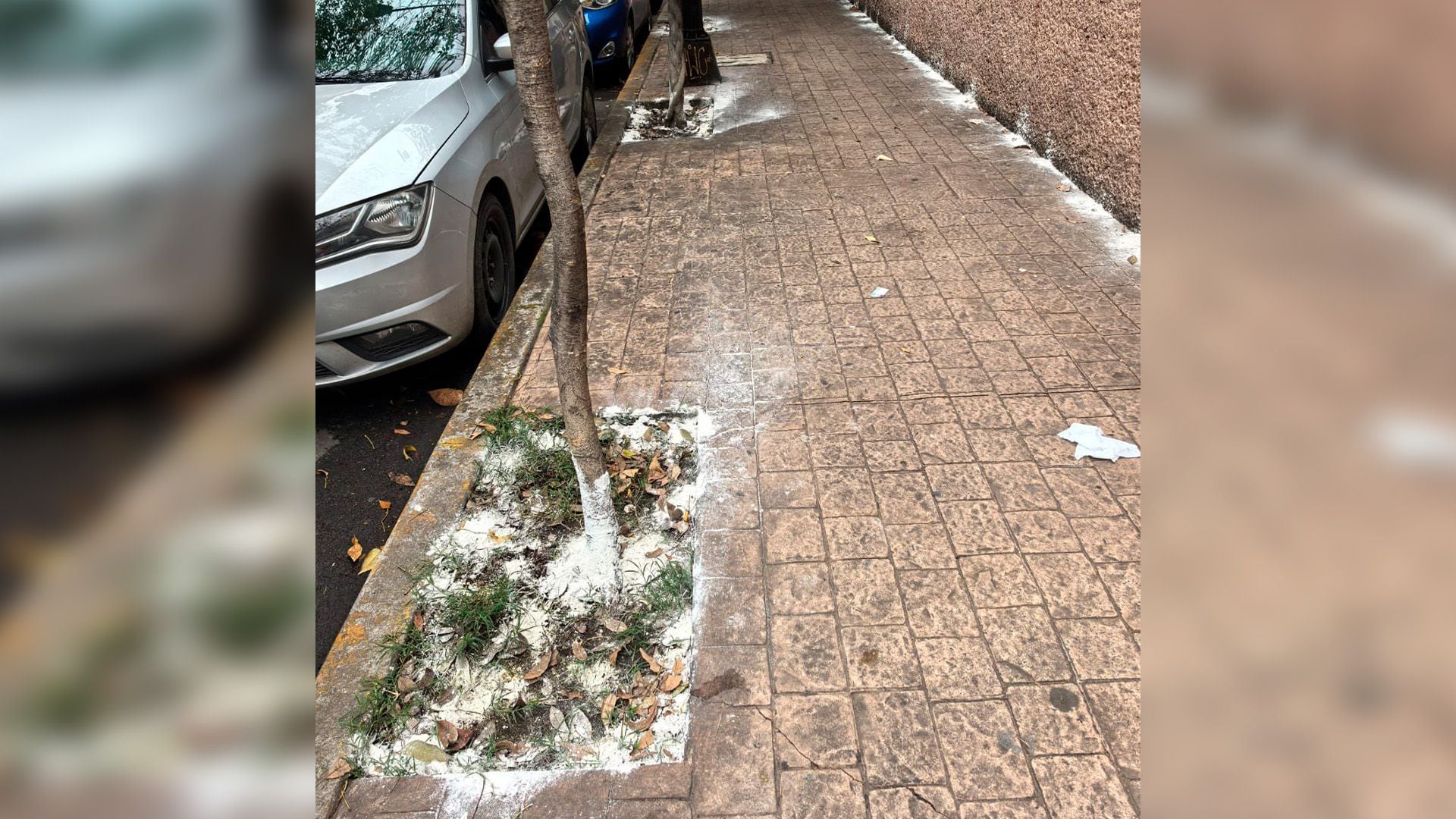 Los vecinos de la colonia Escandón, en la alcaldía Miguel Hidalgo, han denunciado que en varias calles han colocado veneno con la intención de dañar a los animales domésticos.