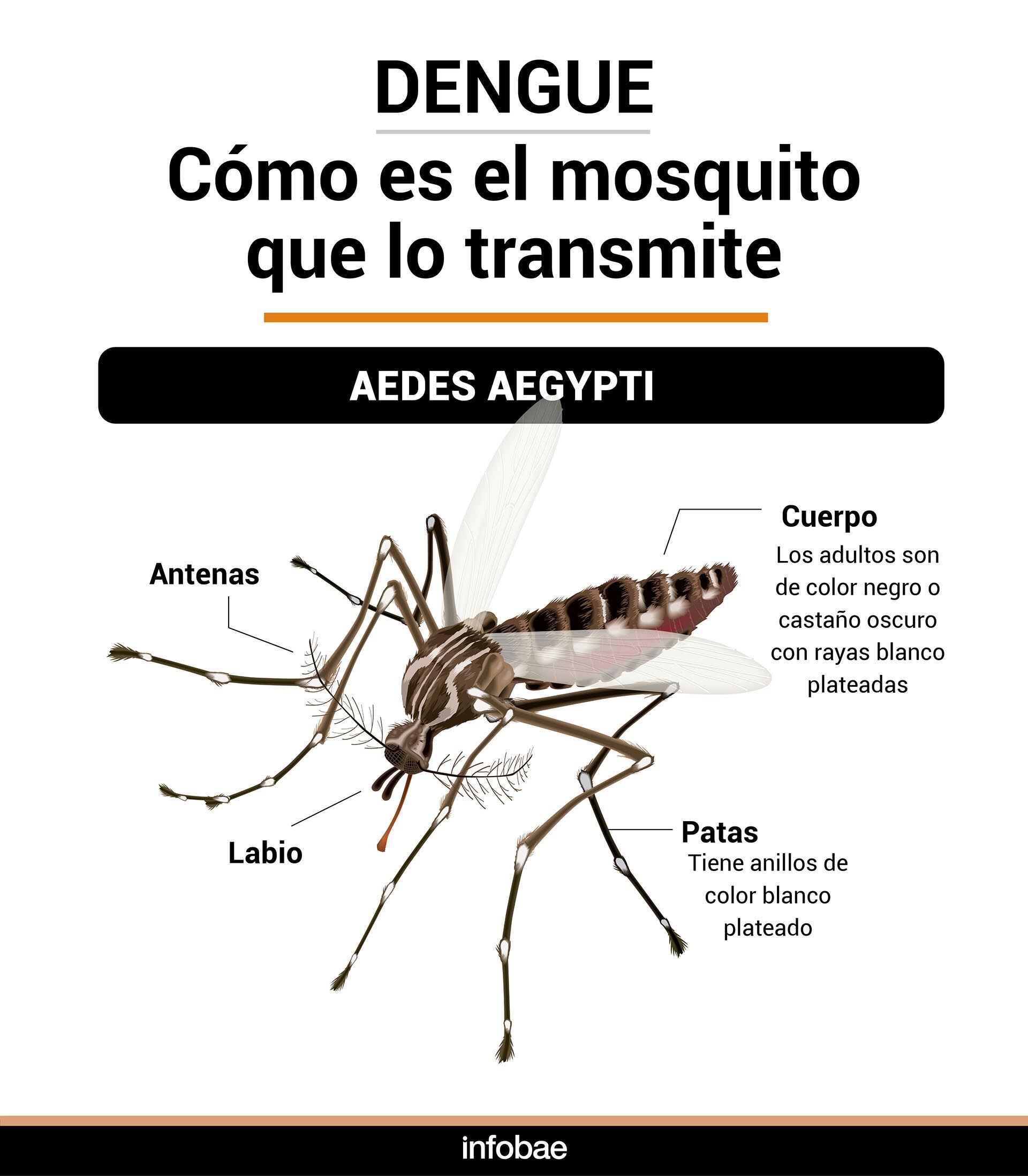 La presencia de mosquitos Aedes aegypti es mayor entre febrero y abril en varias regiones de la Argentina (Infografía Marcelo Regalado)