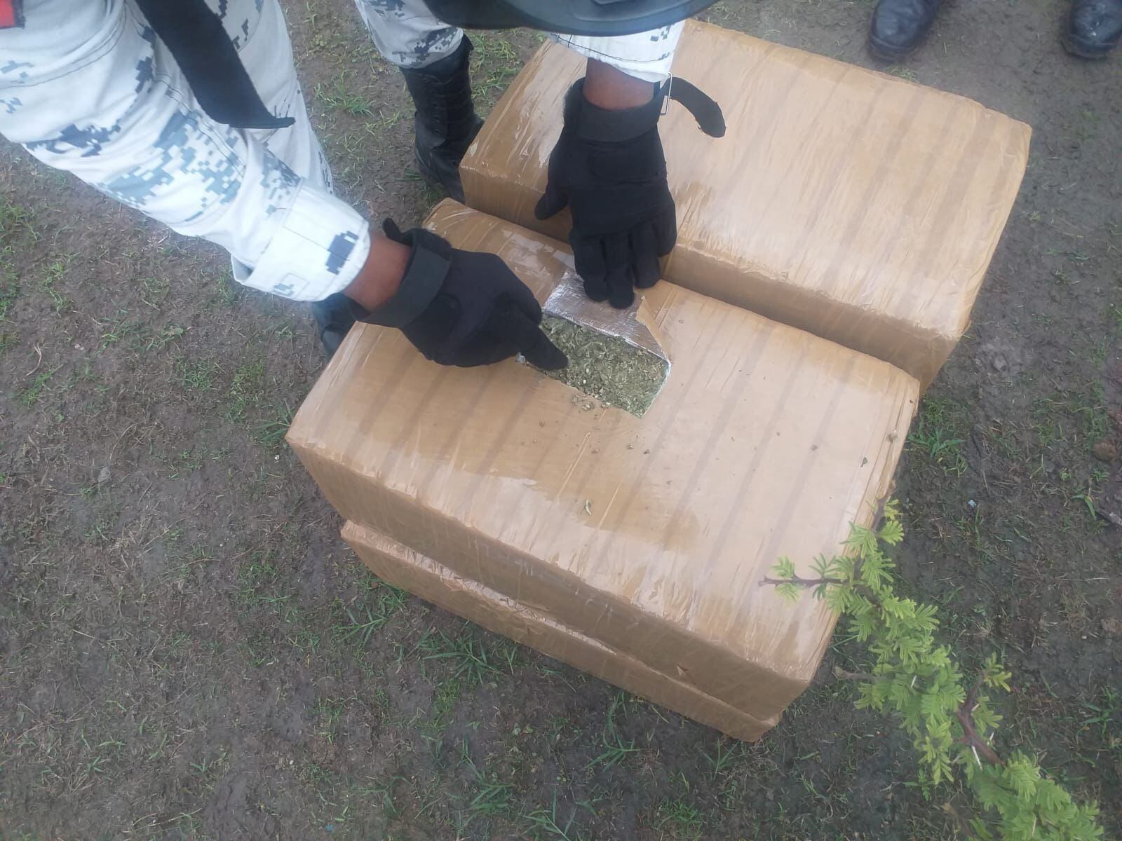 Sedena Aseguró 11 5 Hectáreas De Marihuana En Tamazula Durango Infobae