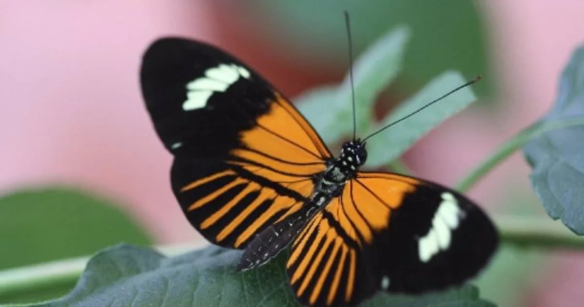 Heliconius elevatus, la straordinaria farfalla amazzonica emersa come risultato di un’insolita ibridazione di specie