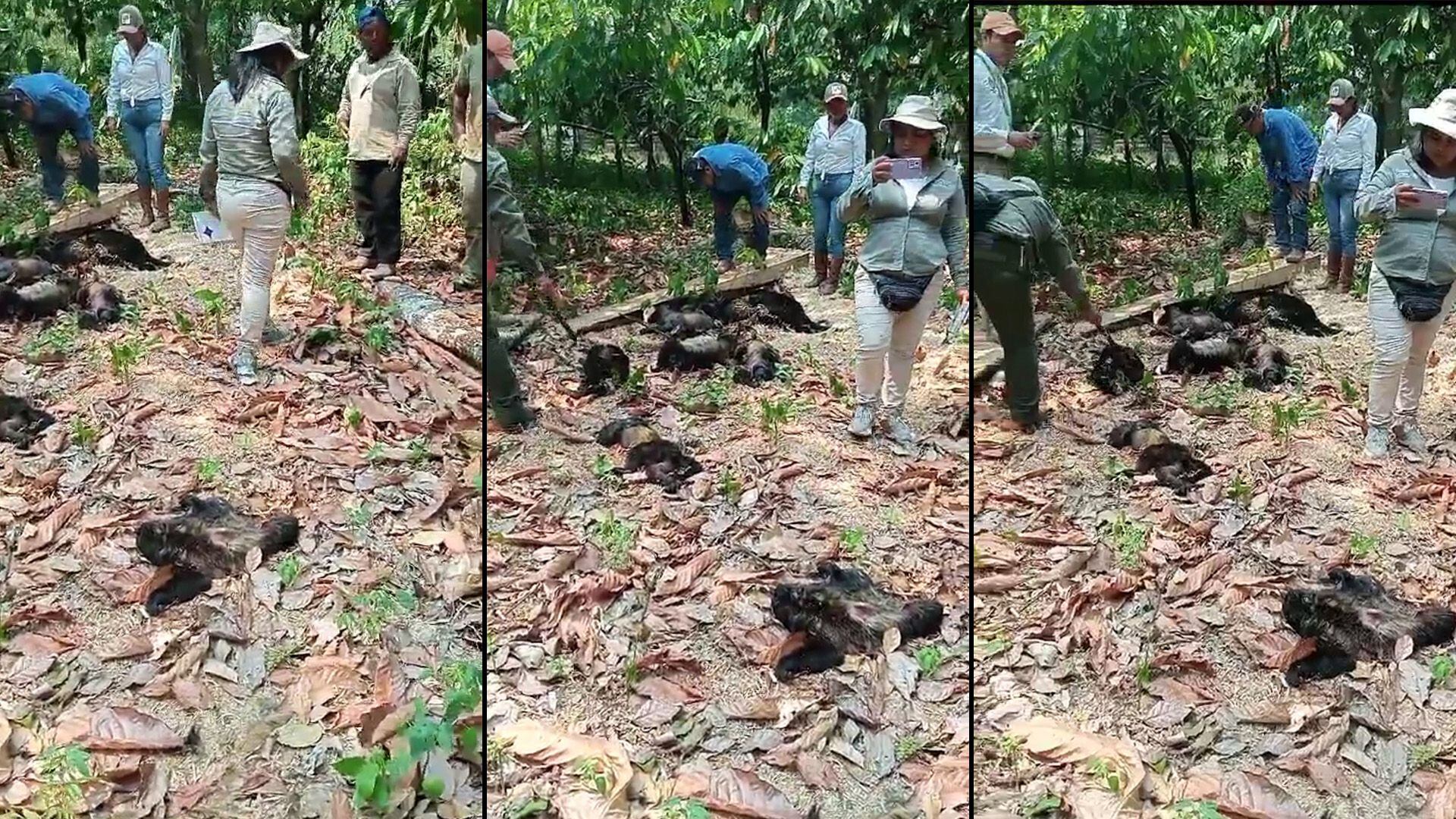 Ola de calor, Monos Sarahuatos, Tabasco