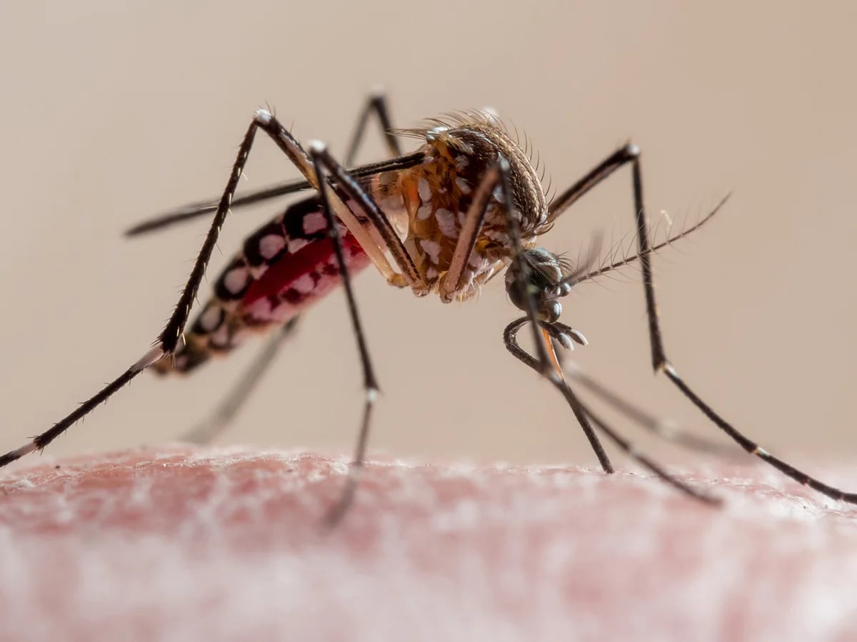 Fiebre Chikungunya: ante al aumento de casos, expertos piden extremar los  cuidados - Infobae
