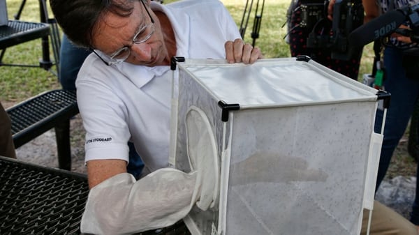 El gobernador de Miami Philip Stoddard encabezó un acto en el que se liberaron millones de mosquitos (AFP PHOTO / RHONA WISE)