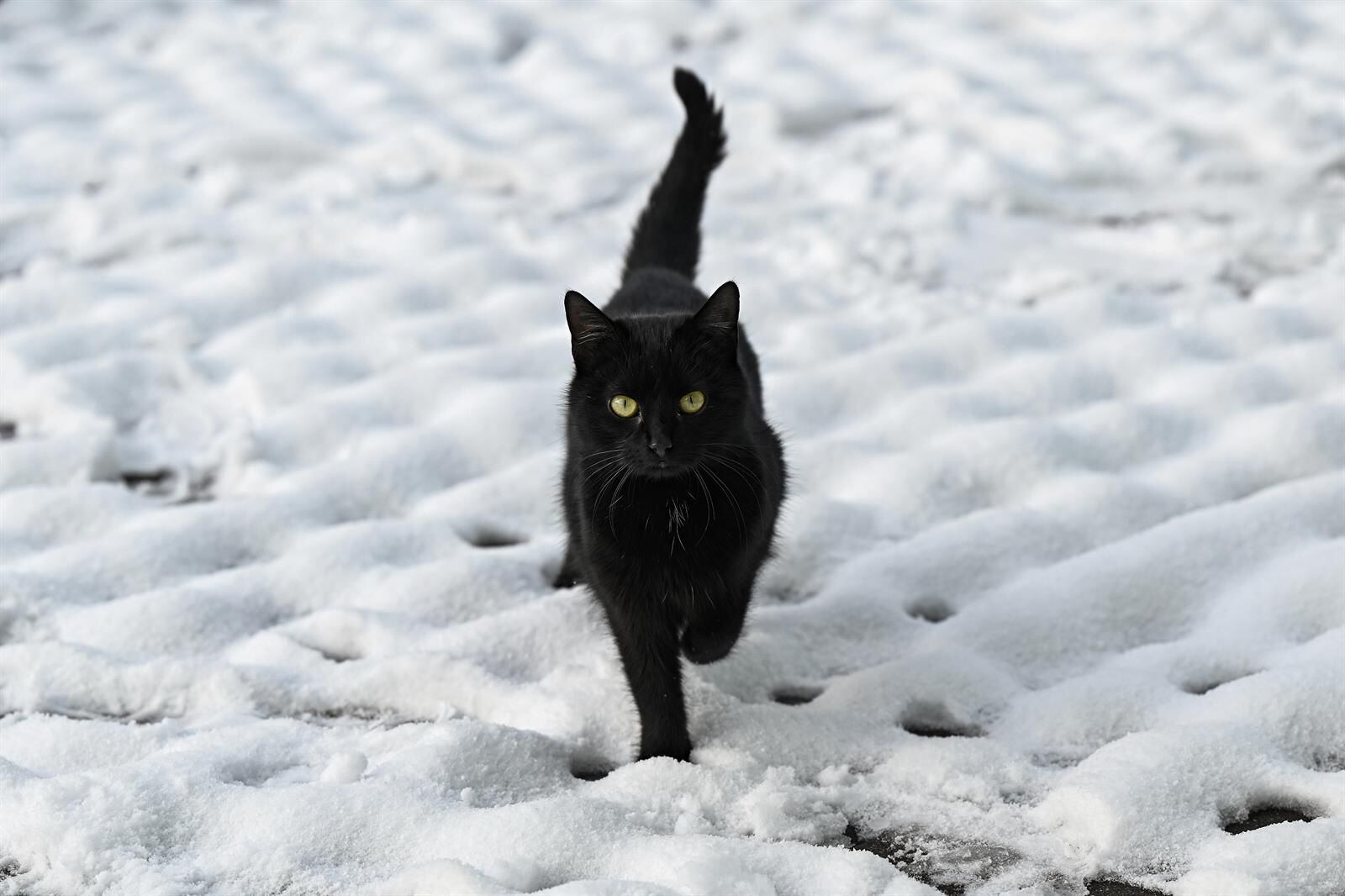 08/02/2021 08 February 2021, Slovakia, Bystricany: A black cat walks along a snow-covered field amid freezing temperatures. Photo: Radovan Stoklasa/TASR/dpa
(Foto de ARCHIVO)
08/2/2021 ONLY FOR USE IN SPAIN SOCIEDAD DPA VÍA EUROPA PRESS 