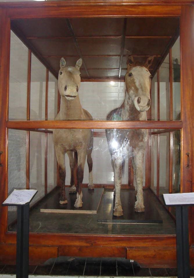 Gato y Mancha para siempre. Los caballos, embalsamados, se exhiben en el Museo de Luján.