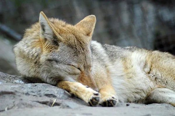 Los coyotes potencialmente transmiten la rabia, afectando el equilibrio ecológico (Depositphotos)